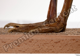 Greater white-fronted goose Anser albifrons foot 0002.jpg